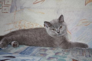 Британские чистопородные голубые котята - Изображение #1, Объявление #255452