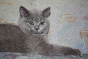 Британские чистопородные голубые котята - Изображение #2, Объявление #255452