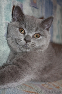 Британские чистопородные голубые котята - Изображение #3, Объявление #255452