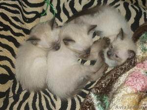Продаются сиамские/тайские котята - Изображение #2, Объявление #274662