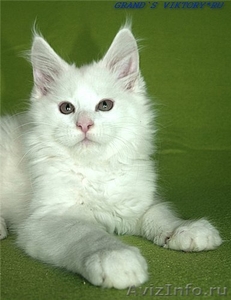 Мэйн-Кун котята - Изображение #2, Объявление #288955