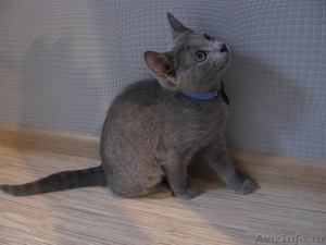 Элитные русские голубые котята - Изображение #2, Объявление #283167