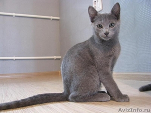 Элитные русские голубые котята - Изображение #3, Объявление #283167