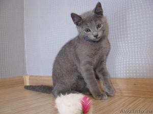 Элитные русские голубые котята - Изображение #4, Объявление #283167
