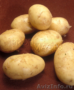 Картошка с ростова  - Изображение #1, Объявление #298865