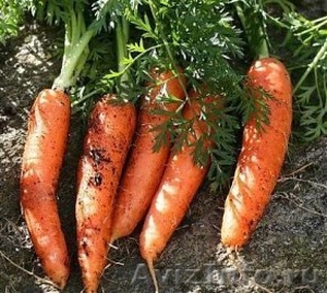 Продаем морковь 2011 год - Изображение #1, Объявление #243406
