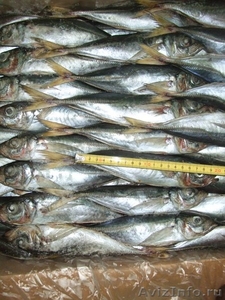 Продажа свежемороженой рыбы Мавритания - Изображение #1, Объявление #335039