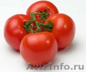  помидоры ростовские  - Изображение #1, Объявление #298854