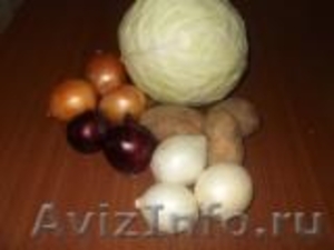 Капуста, лук, картофель по низким ценам - Изображение #1, Объявление #375015