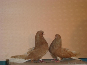 Продажа николаевских (торцевые, бабочка) мастных голубей - Изображение #5, Объявление #412172