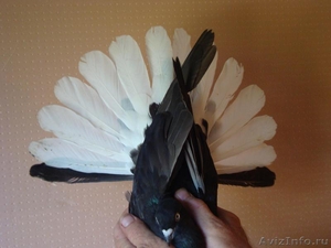 Продажа николаевских (торцевые, бабочка) мастных голубей - Изображение #1, Объявление #412172