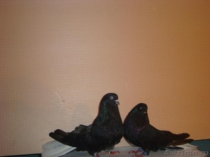 Продажа николаевских (торцевые, бабочка) мастных голубей - Изображение #2, Объявление #412172