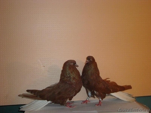 Продажа николаевских (торцевые, бабочка) мастных голубей - Изображение #3, Объявление #412172