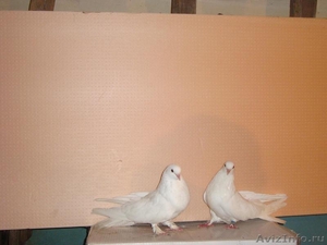Продажа николаевских (торцевые, бабочка) мастных голубей - Изображение #6, Объявление #412172