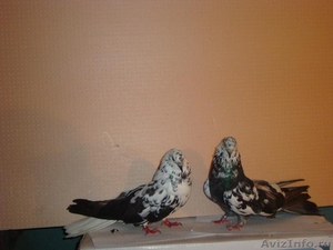 Продажа николаевских (торцевые, бабочка) мастных голубей - Изображение #7, Объявление #412172