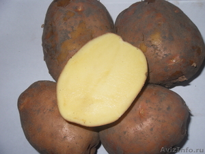 Картофель очень высокого качества - Изображение #1, Объявление #382136