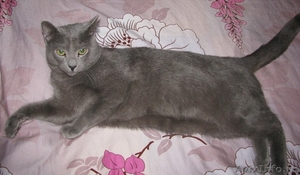Русский голубой котик - Изображение #1, Объявление #290966