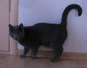 Русский голубой котик - Изображение #2, Объявление #290966