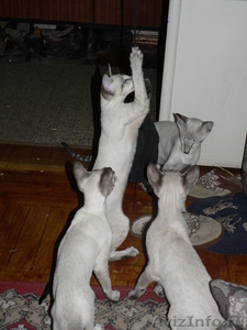 Сиамские котята (3 месяца, 3 кошки и 1 кот) - Изображение #3, Объявление #459685