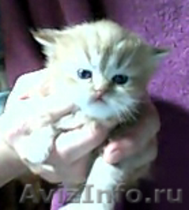 персидские котята красного окраса - Изображение #1, Объявление #480661