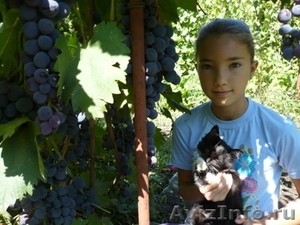 Продаю черенки винограда - Изображение #1, Объявление #496901