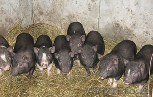 вьетнамские вислобрюхие свиньи, свинобыки - Изображение #1, Объявление #504735