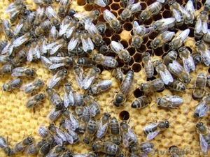 Пчелопакеты 2012. Продажа пчелопакетов карпатской породы	 - Изображение #1, Объявление #548549