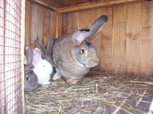Кролики породы "Фландр" - Изображение #2, Объявление #582934