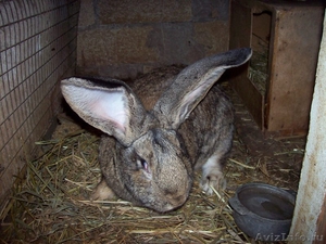 Кролики породы "Фландр" - Изображение #3, Объявление #582934