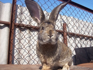 Кролики породы "Фландр" - Изображение #1, Объявление #582934