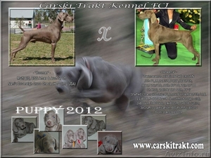 Веймарская легавая щенки - Изображение #1, Объявление #594435
