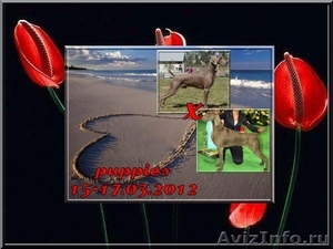 Веймарская легавая щенки - Изображение #2, Объявление #594435