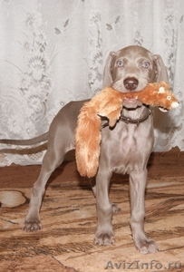Веймарская легавая щенки - Изображение #5, Объявление #594435