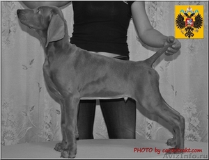 Веймарская легавая щенки - Изображение #3, Объявление #594435