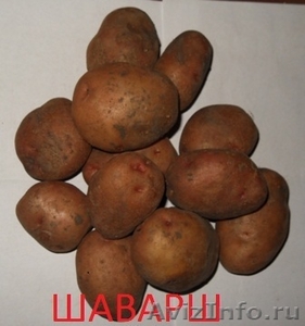 Картофель отличного качества - Изображение #1, Объявление #592690