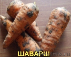 Продаем морковь оптом - Изображение #1, Объявление #599789