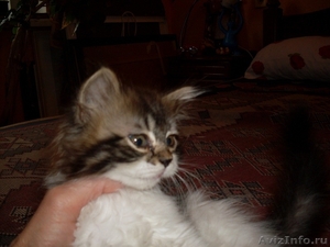 Отдам милых котят в добрые руки - Изображение #2, Объявление #668382