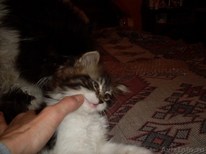 Отдам милых котят в добрые руки - Изображение #3, Объявление #668382