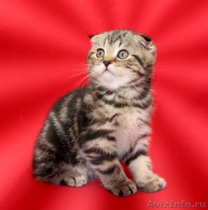 Шотландские вислоухие котята ArtsFamily - Изображение #1, Объявление #687083