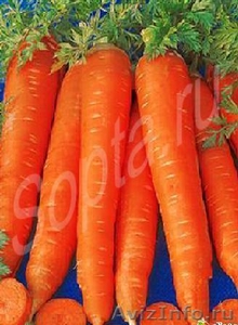 продам морковь столовый  оптом - Изображение #1, Объявление #706756