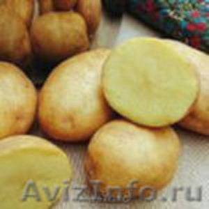 продам картофель разных сортов оптом - Изображение #1, Объявление #706797