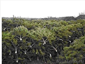 Живые срезанные сосны(елки) оптом с лесхоза к Новому году - Изображение #1, Объявление #746300