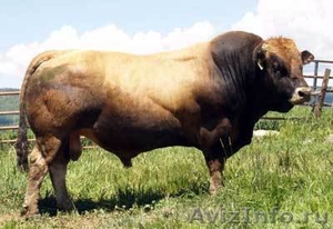 Мясное  животноводство крупный рогатый скот из Франции - Изображение #1, Объявление #748830