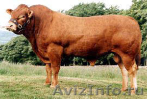 Мясное  животноводство крупный рогатый скот из Франции - Изображение #2, Объявление #748830