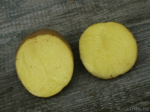 Картофель отборный "скарб" - Изображение #3, Объявление #776415