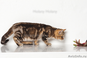 Британские котята щекастые.толстолапые от питомника Holany - Изображение #3, Объявление #835686