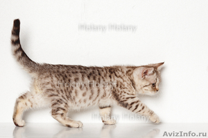 Британские котята щекастые.толстолапые от питомника Holany - Изображение #2, Объявление #835686