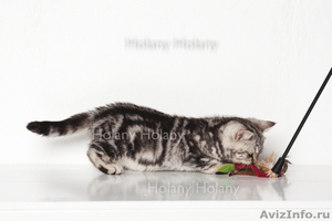 Британские котята щекастые.толстолапые от питомника Holany - Изображение #4, Объявление #835686
