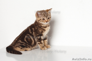 Британские котята щекастые.толстолапые от питомника Holany - Изображение #6, Объявление #835686