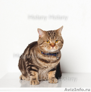 Британские котята щекастые.толстолапые от питомника Holany - Изображение #10, Объявление #835686